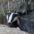 Badger
